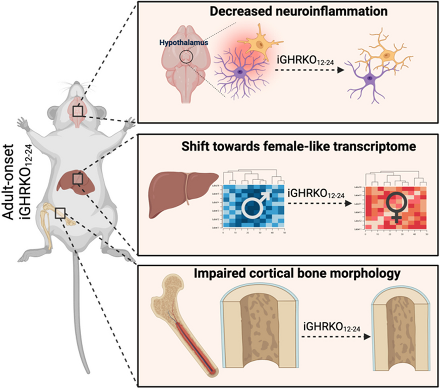 sadagurski's tweet card. GeroScience - Several mouse lines with congenital growth hormone (GH)/insulin-like growth factor-1 (IGF-1) axis disruption have shown improved health and extended lifespan. The current study...