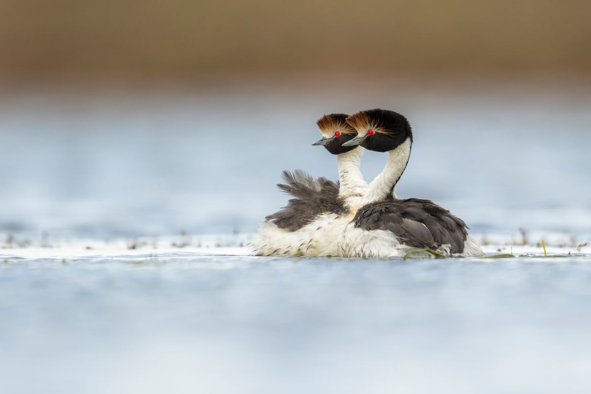 MelloneUgo's tweet card. La organización Aves Argentinas logró criar en cautiverio y liberar a su hábitat a tres pichones de macá tobiano, endémicos de la zona y en peligro crítico