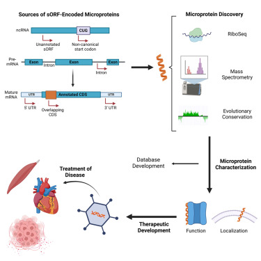 keira_hassel's tweet card. Biological sciences; Biochemistry; Molecular biology; Cell biology