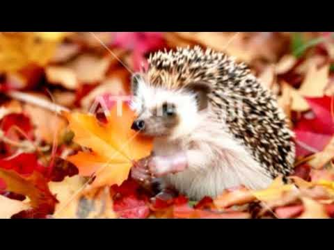 PINKUGO's tweet card. LULLABY OF THE LEAVES ~🍂🎶🍂