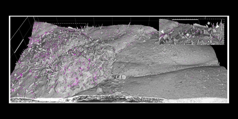 IBO_News's tweet card. One of the pros of working in ExM is that samples can be preserved and used again and again as long as the specimen doesn’t dry out.