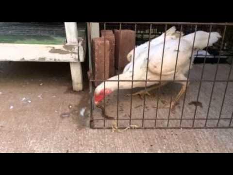 badrechicken's tweet card. Shamo chicken eating a centipede