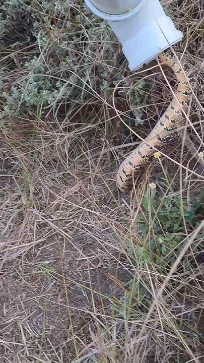 CoastalWalk's tweet card. Simple and effective equipment to capture and release snakes.