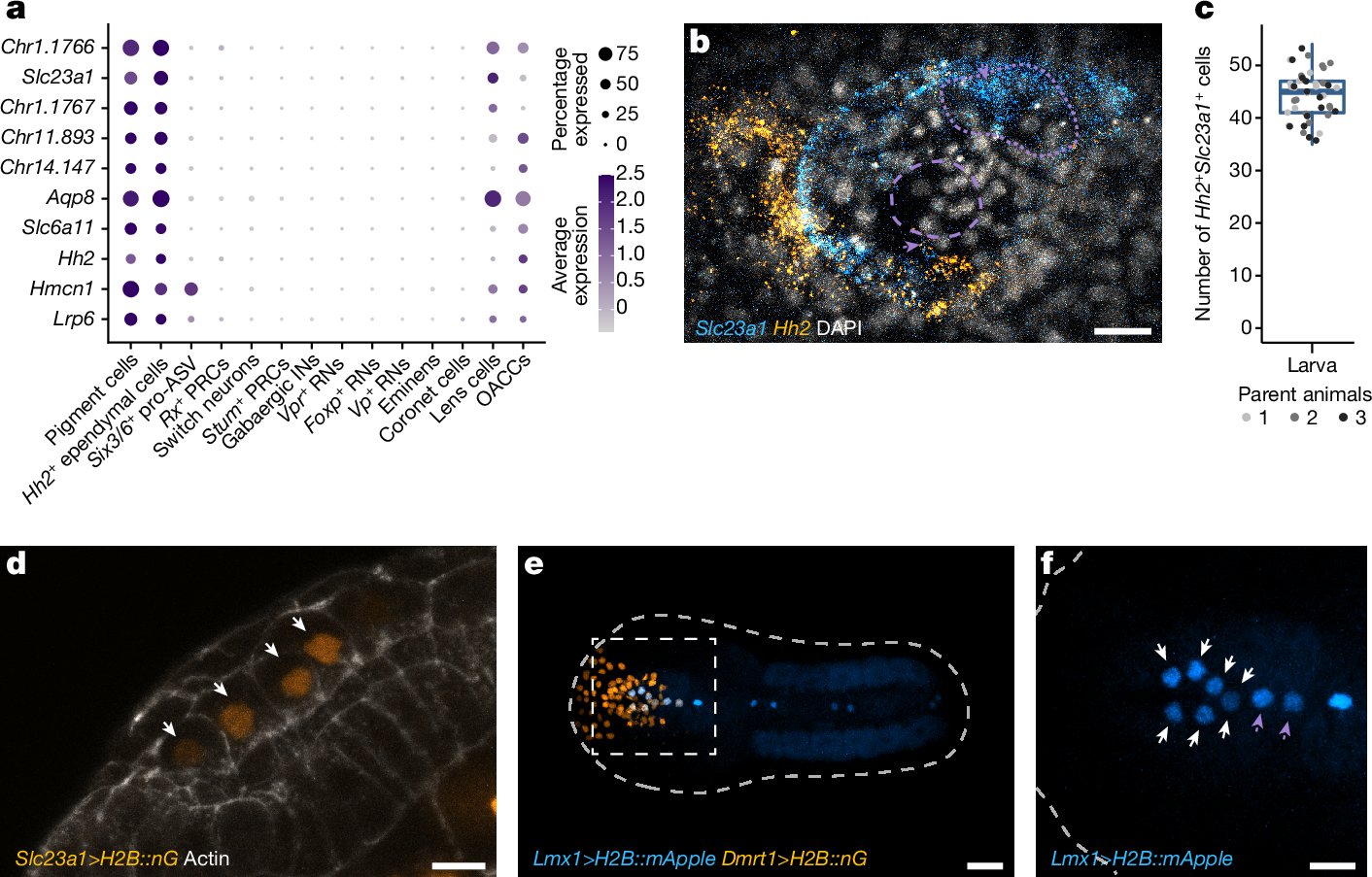 TasukuIshida's tweet card. Nature - In the tunicate Ciona, we show that pigment cell lineage also produces neural progenitor cells that form regions of the juvenile nervous system after metamorphosis, suggesting that neural...