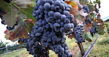 whitakec's tweet card. Federal wine-growing designation adds legitimacy, prestige to area vintages.