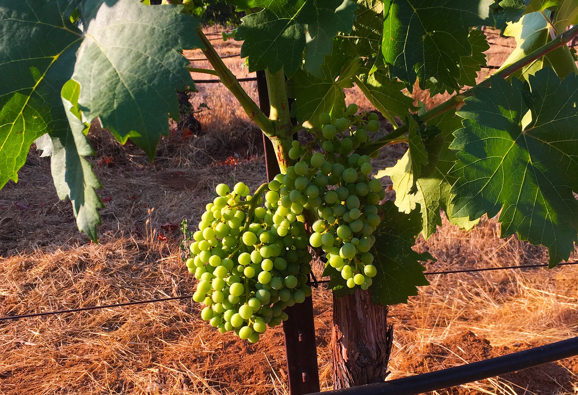 whitakec's tweet card. Bryan Harrington is on a mission to single-handedly change California wine by hunting down rare grapes, little seen outside of Italy, and growing them here.