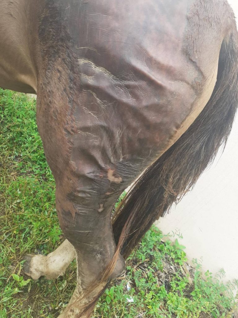 fijitimes's tweet card. An urgent call has been made by an animal shelter to track down the person or persons who are deliberately burning horses in Wailoaloa. The Horse […]