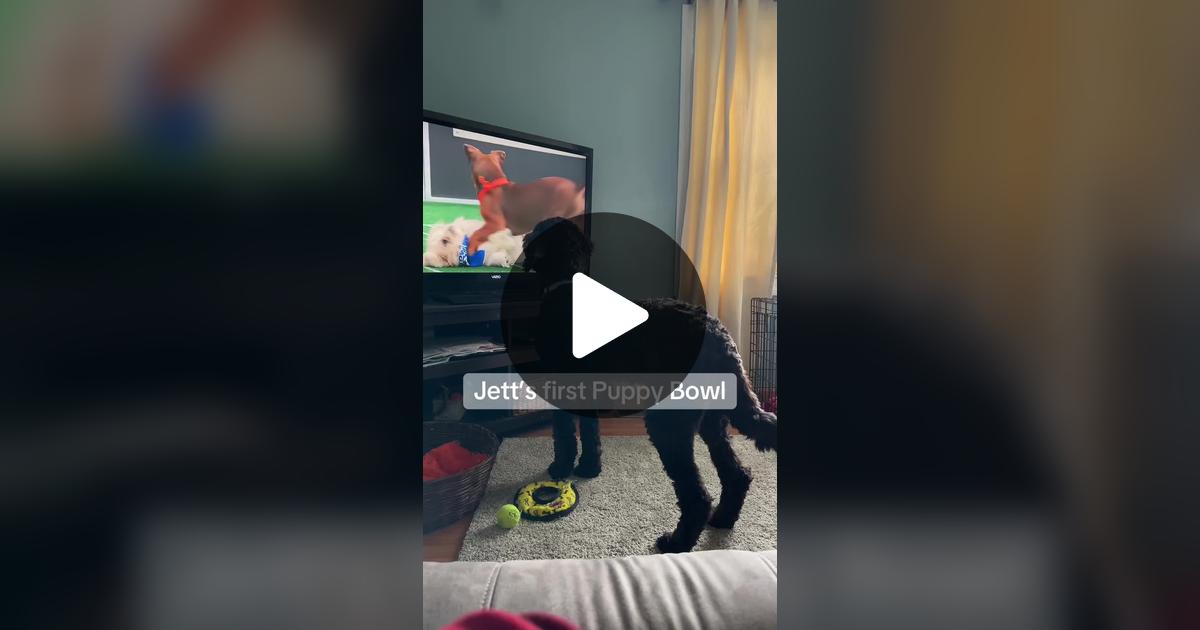 radioonthetony's tweet card. 55 likes, 2 comments. “Jett’s first Puppy Bowl”