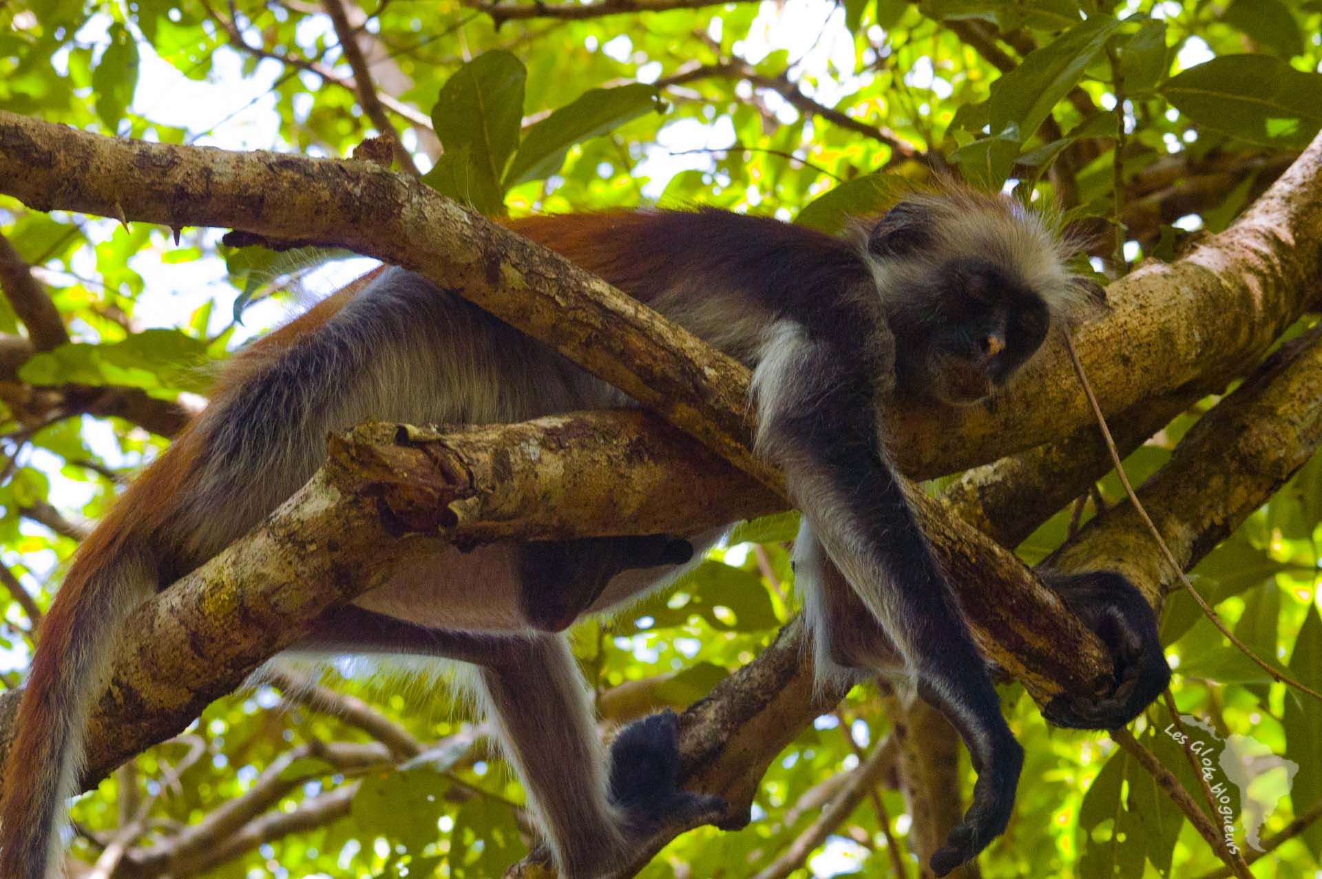 sebastienfroger's tweet card. Visite du parc national de Jozani Chakwa bay (Zanzibar), où on peut observer le colobe roux. Récit et infos pratiques sur notre rencontre avec ce singe 