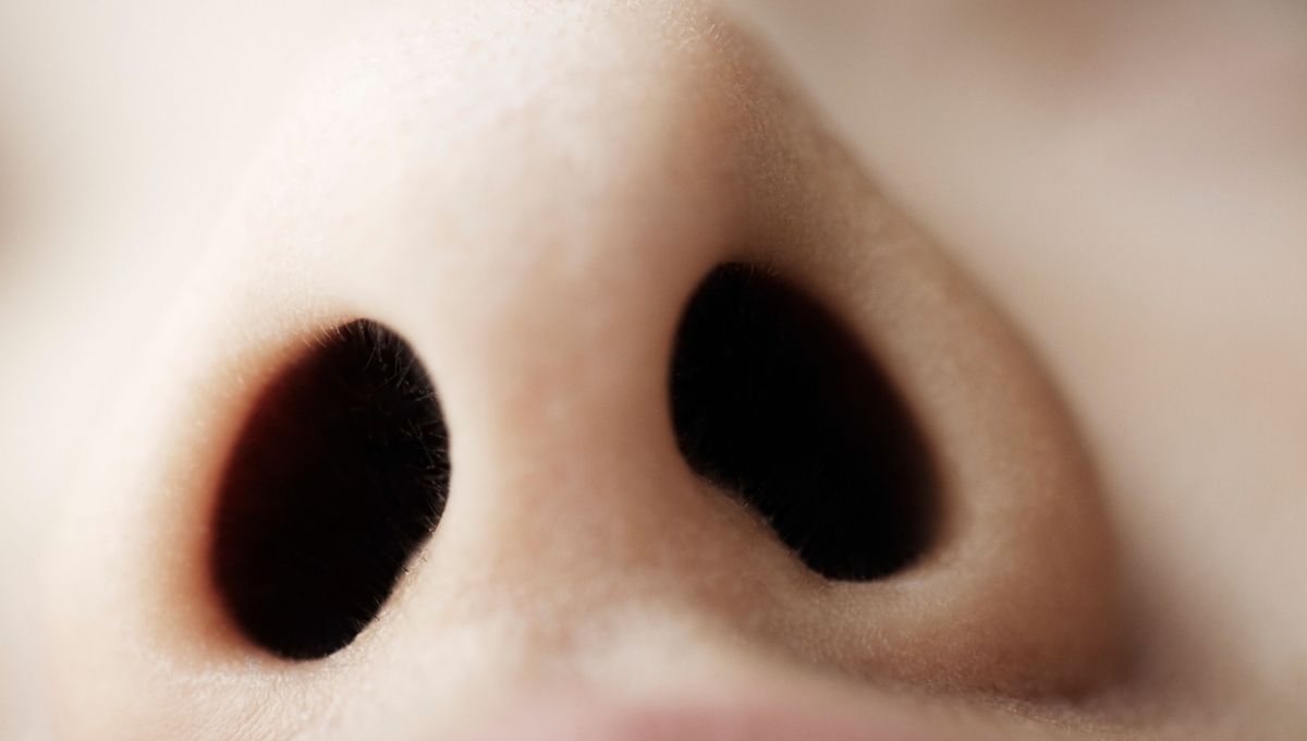 BlogNeuroCNRS's tweet card. Longtemps pensé comme le moins sensible de nos sens, l'odorat dévoile peu à peu sa complexité. Une nouvelle étude révèle que le cerveau perçoit différemment les odeurs provenant de l'une ou l'autre...