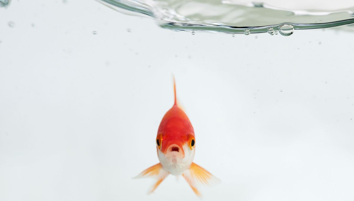 BlogNeuroCNRS's tweet card. AUDIO • La fabrique des souvenirs, épisode 3/5 : Mémoire des animaux : le mythe du poisson rouge amnésique. Une série inédite proposée par France Culture. Écoutez Avec sciences, et découvrez nos...