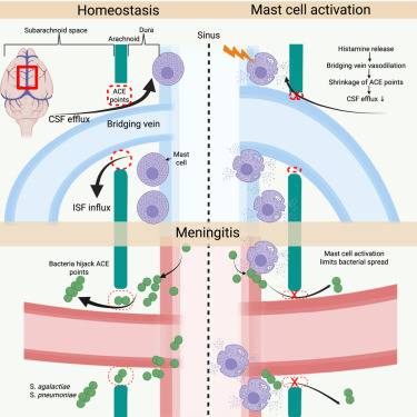 jonykipnis's tweet card. Dural mast cells control cerebrospinal fluid dynamics at critical brain-dura interfaces, specifically arachnoid cuff exit points. Their activation limits pathogen brain entry via histamine-induced...