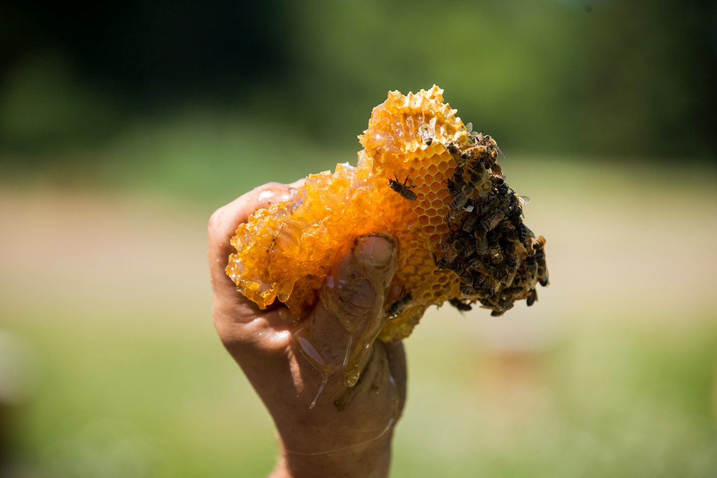 beegeek's tweet card. A gold-standard source shows a stunning boom in U.S. honeybee populations. Could that possibly be right? A Department of Data analysis found two possible explanations, one more surprising than the...