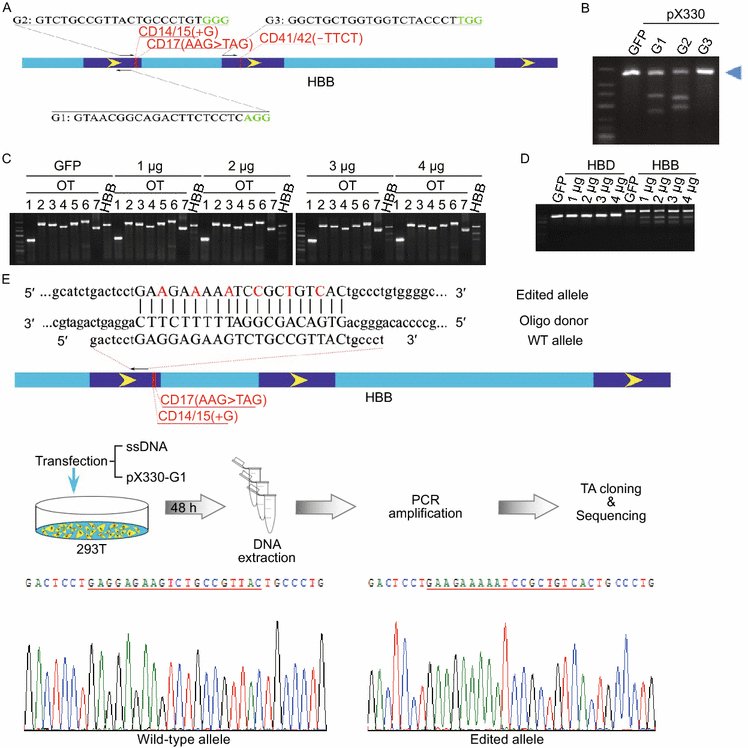 EllardHunting's tweet card. Protein & Cell - Genome editing tools such as the clustered regularly interspaced short palindromic repeat (CRISPR)-associated system (Cas) have been widely used to modify genes in model...