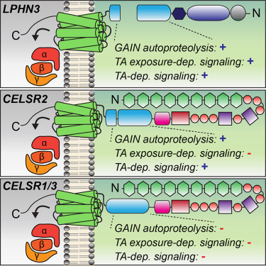 LabSando's tweet card. Adhesion GPCRs (aGPCRs) control fundamental biological processes by linking extracellular adhesion to intracellular signaling. A predominant model for aGPCR activation involves exposure of a tethered...