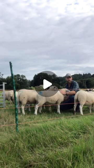 ForcesFarming's tweet card. Forces Farming (@forcesfarming) • Instagram video