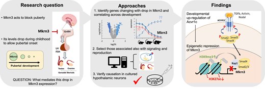LabPMelamed's tweet card. Abstract. Makorin ring finger protein 3 (MKRN3) acts as a “pubertal brake.” MKRN3 loss-of-function mutations are the most common genetic cause of central p