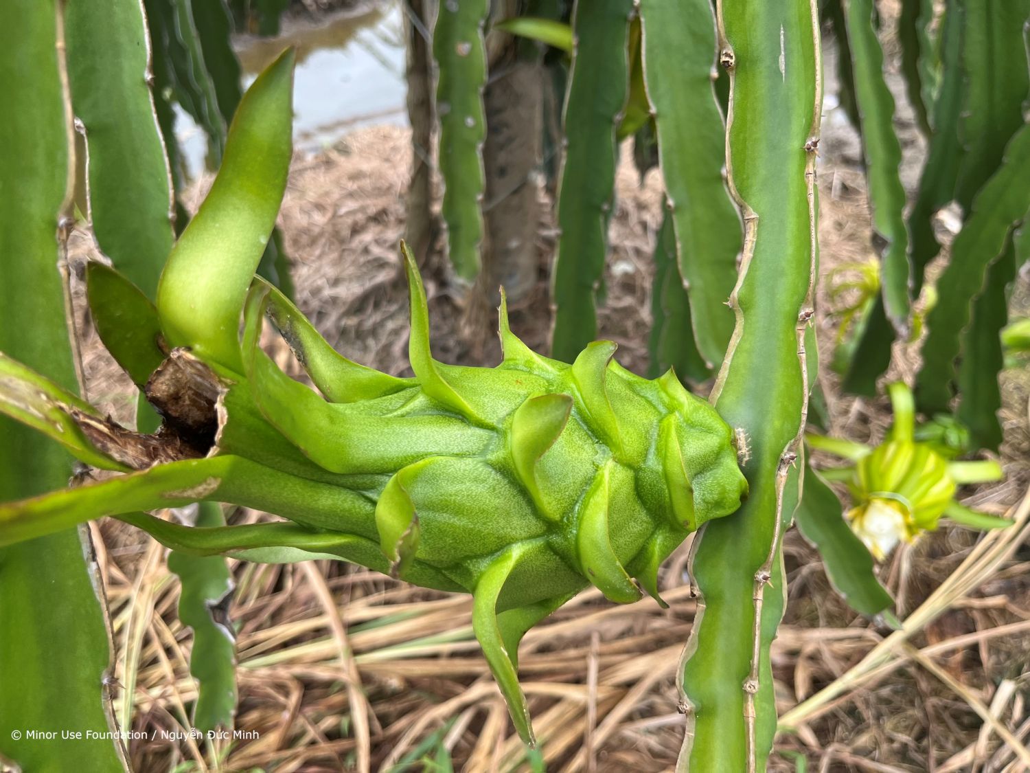 MinorUseFndn's tweet card. The SIANI expert group Tropical Fruits Liaison and the Minor Use Foundation have held a global consultation to set priorities.