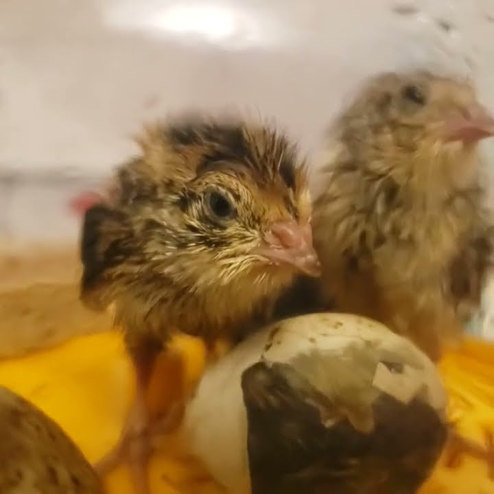 jamescipriano's tweet card. Baby Coturnix Quail hatching #quail #hatching #budget #chicks