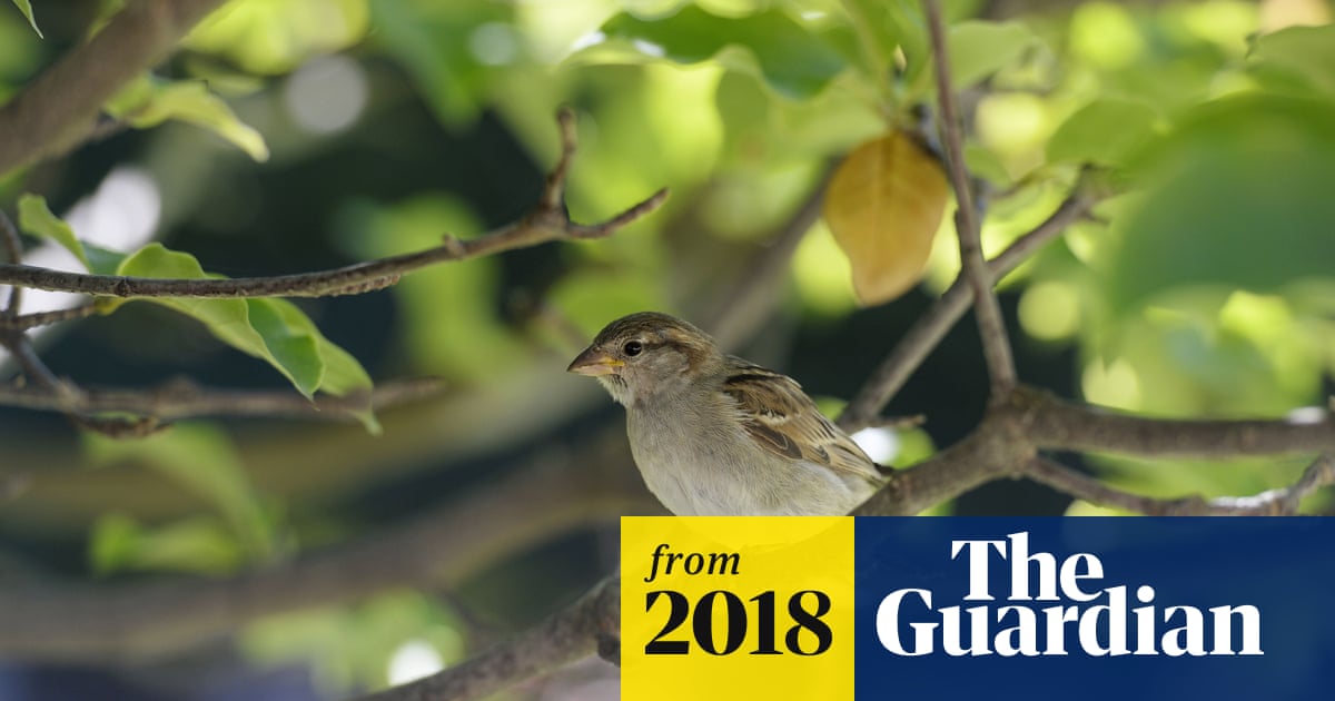 BirdLife_Policy's tweet card. Dozens of species have seen their numbers decline, in some cases by two-thirds, because insects they feed on have disappeared