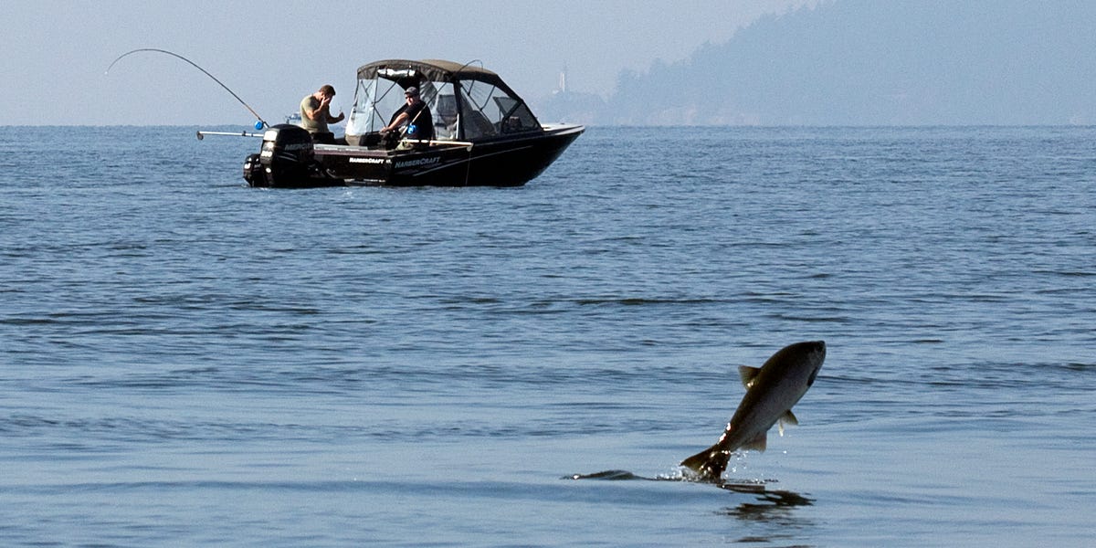 plainfx's tweet card. Turns out, salmon conservationists may have the best business advice of all: Strengthen what's already working.