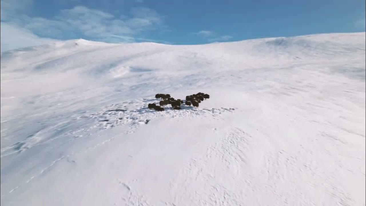 jkilgo's tweet card. Nome Alaska - Musk Ox Herd during the Winter of March 2025.
