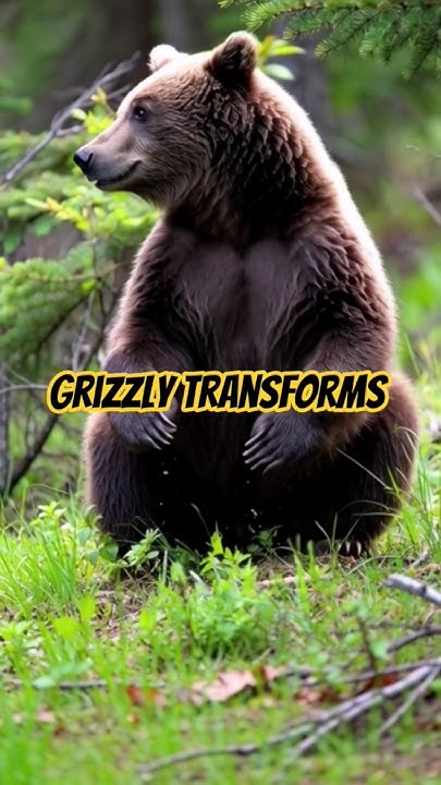 tramp963's tweet card. Baby Grizzly Transforms into an adult Grizzly, time Lapse in 6 sec.