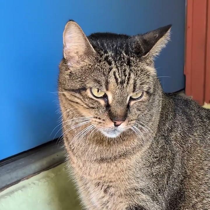 AnneBeck58's tweet card. #frankthecat #staringcontest (I won) #diaryofabandonedcat #atx #cat...