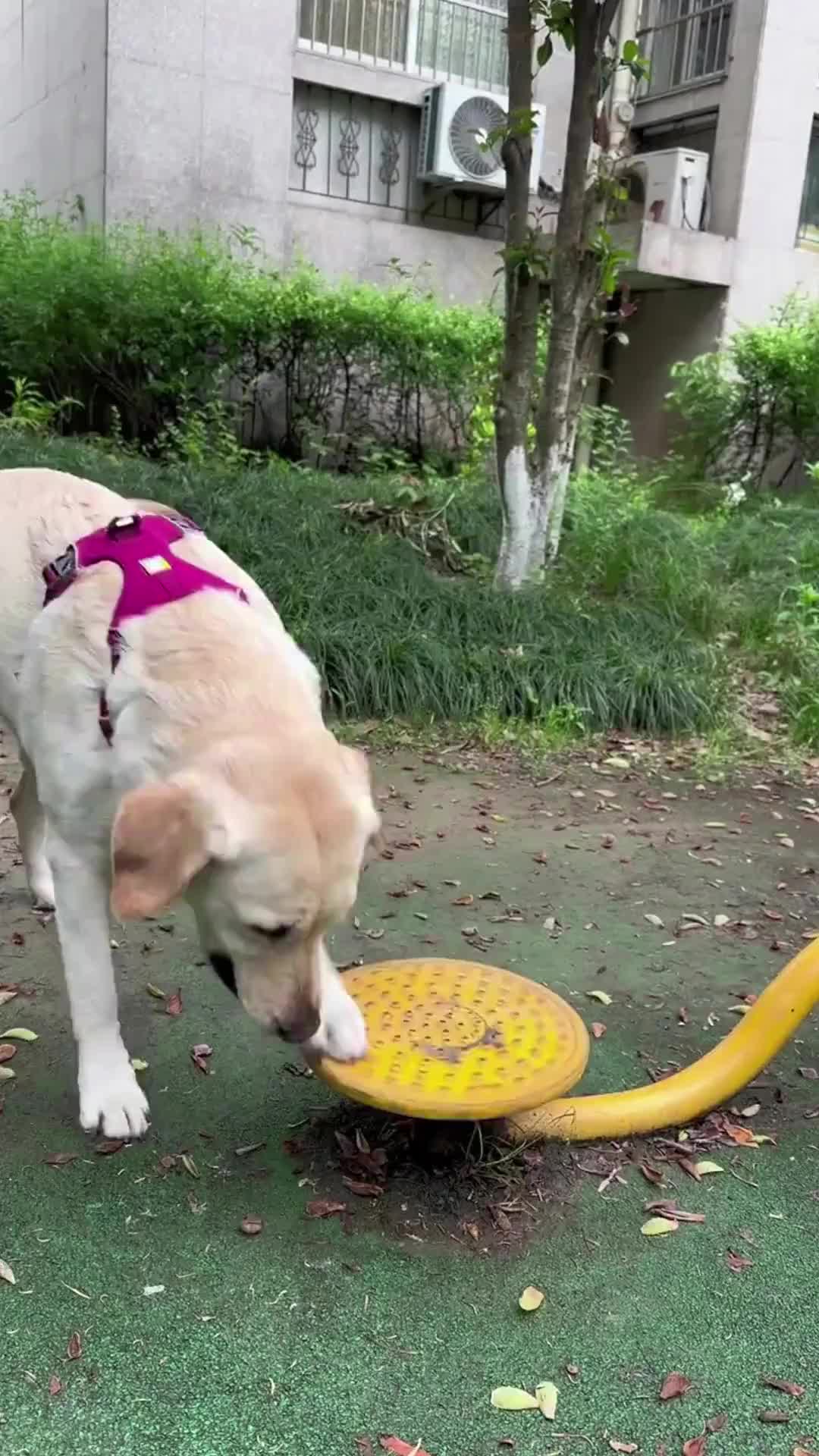 wupplesinvest's tweet card. 🐷 WUPPLES® – O...