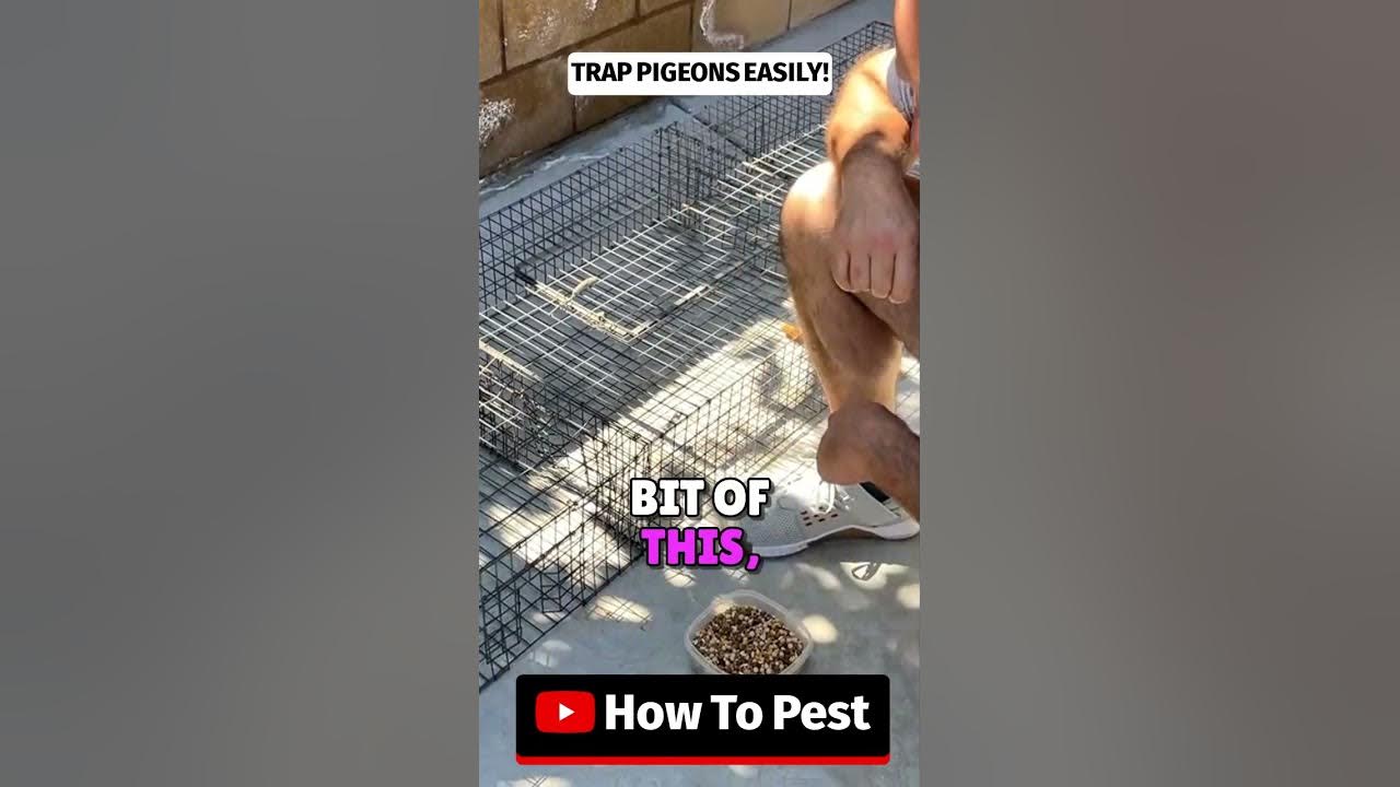 HowToPest's tweet card. How To Trap Pigeons! #pigeoncontrol #pestremoval #diypestcontrol...