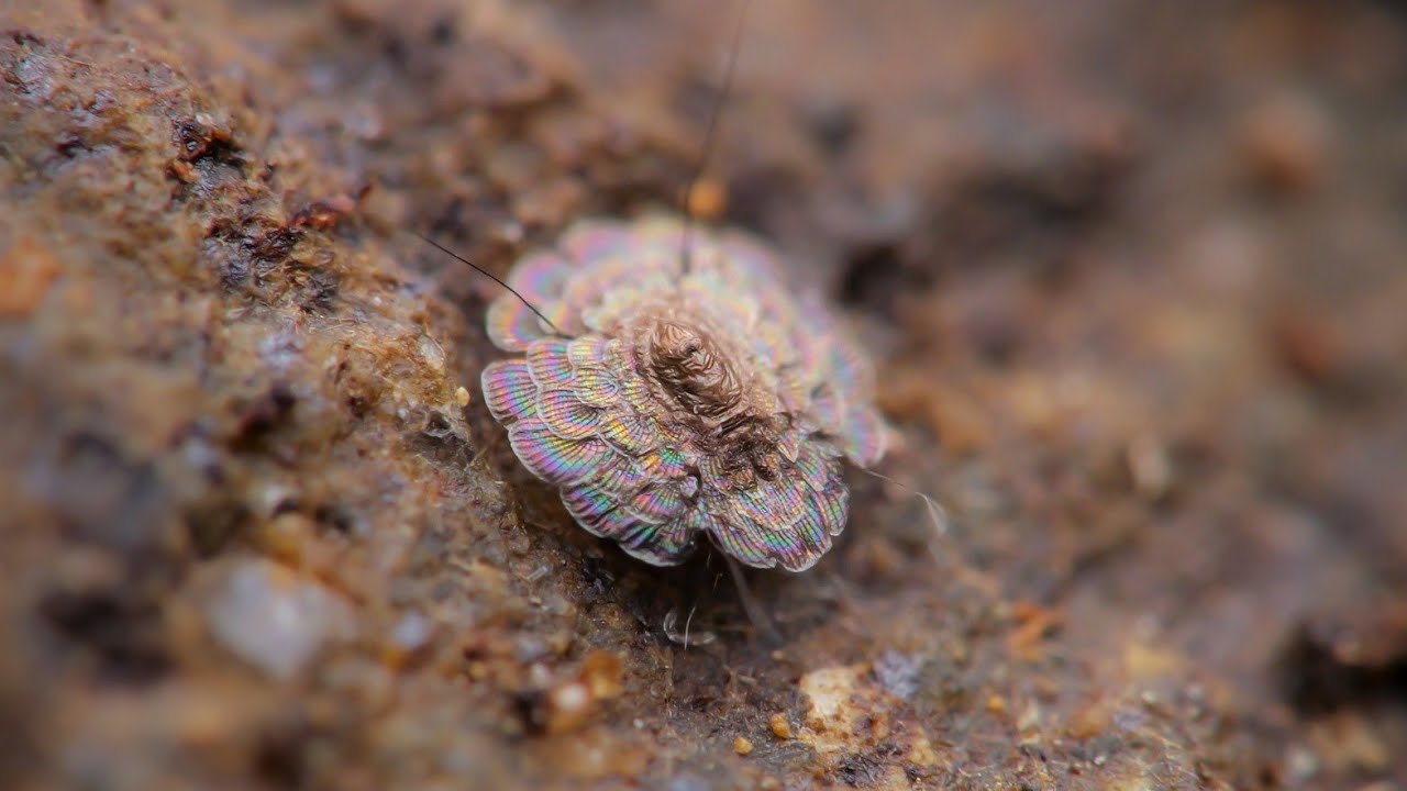 100legs_NP's tweet card. スベスベマンジュウダニ