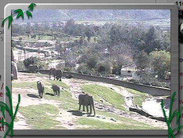 pandacam_app's tweet card. I see Ellie Fants!