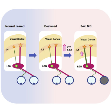 gabs_et_al's tweet card. Plasticity of thalamocortical (TC) synapses is limited in adults. Rodríguez et al. demonstrate that a brief period of deafening adults recovers LTP at TC synapses in visual cortex and accelerates...