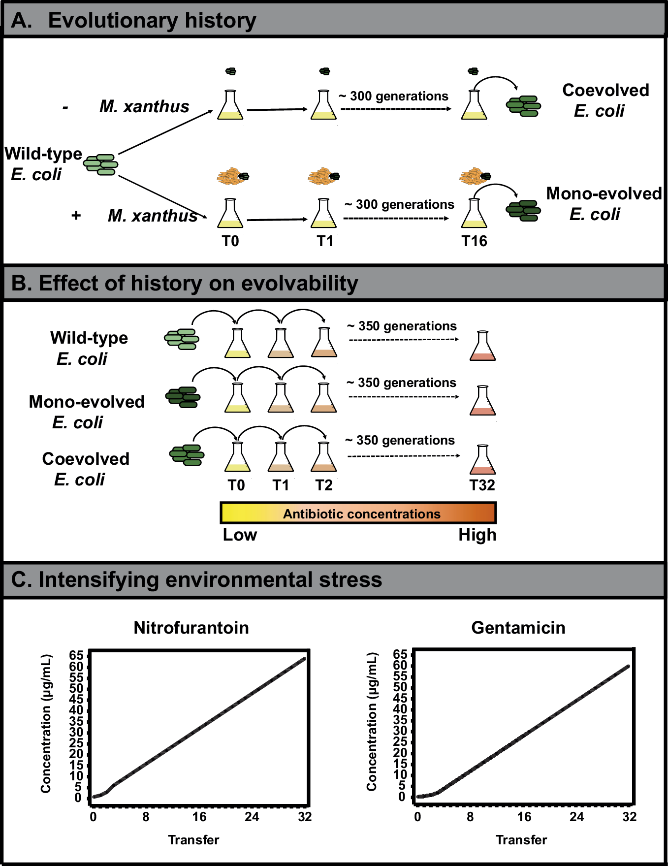 iamsamayp's tweet card. npj Antimicrobials and Resistance - Coevolutionary history of predation constrains the evolvability of antibiotic resistance in prey bacteria