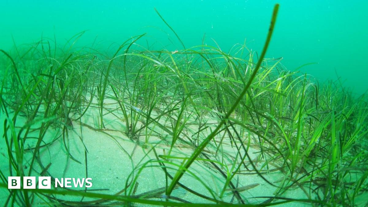 CF_Conf's tweet card. The bed in St Austell Bay is thought to be one of the UK's largest known seagrass beds.