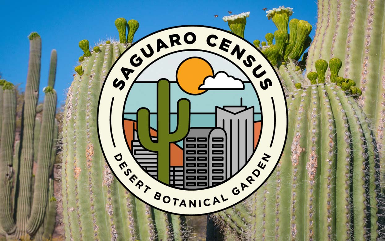 ecofloraphx's tweet card. Desert Botanical garden launched its first-ever project documenting urban saguaros.  The Saguaro Census is part of a larger project led by the Garden’s New World Succulents Specialists Dr. Tania...
