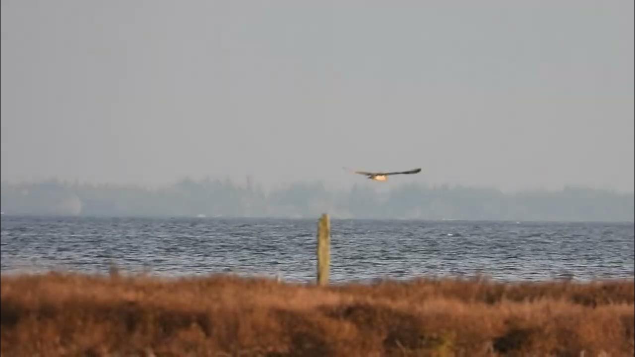 Manitowan's tweet card. Owl Patch Eye Views