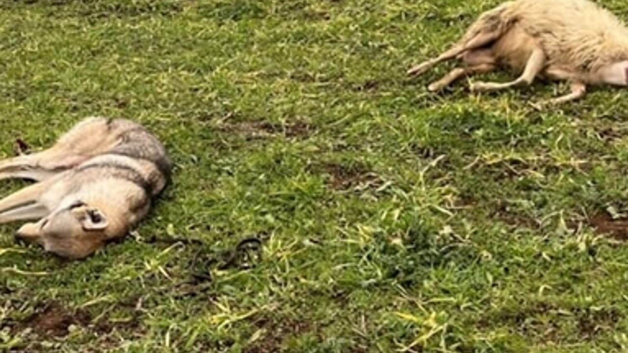 glfelicetti's tweet card. È accaduto nella periferia est della Capitale. L'uomo è stato denunciato dalla polizia