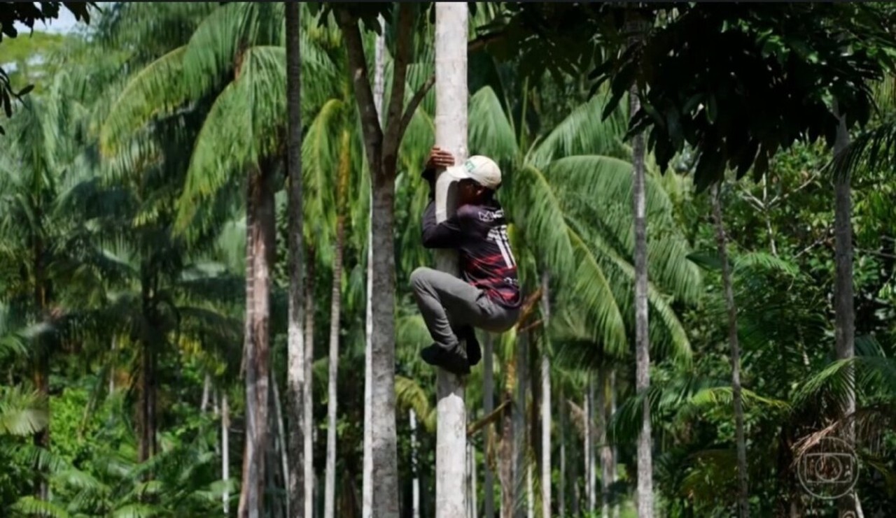 GloboReporter's tweet card. A plantação de açaí se mistura à floresta nativa e, muitas vezes, alguns imprevistos podem acontecer, como se deparar com colmeias de abelhas ou maribondos.