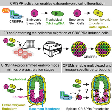 CellStemCell's tweet card. Lodewijk et al. develop a CRISPRa-programmed embryo model using mouse pluripotent cells. By introducing controllable CRISPR activation tools into pluripotent cells, they enabled the efficient...
