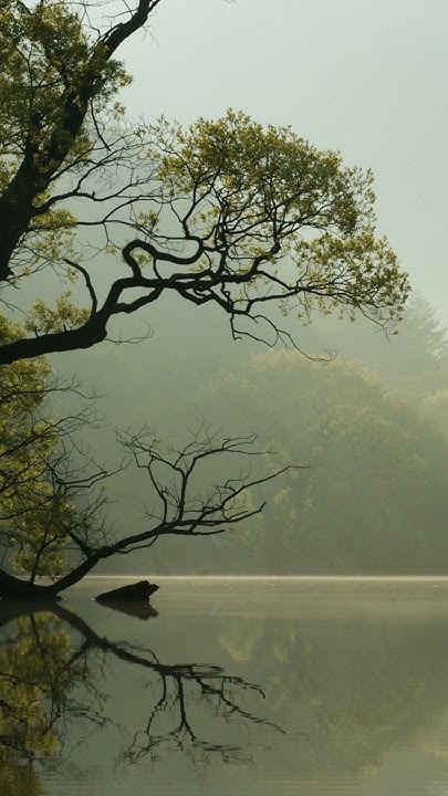 LabDistance's tweet card. Pre-Game Chess Meditation: Finding Inner Calm & Focus !!! Try this 50...