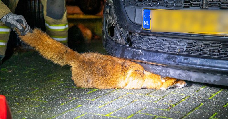 Vos belandt onder motorkap van auto in Hoogersmilde
