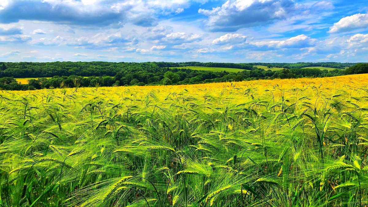 simonesaysgo's tweet card. Going on the Chess Valley Walk? Here's a guide with everything you need to know before you go to the Chilterns countryside.