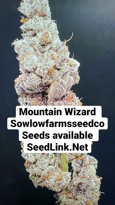 SeedLink_Net's tweet card. Mountain Wizard - Sowlowfarms