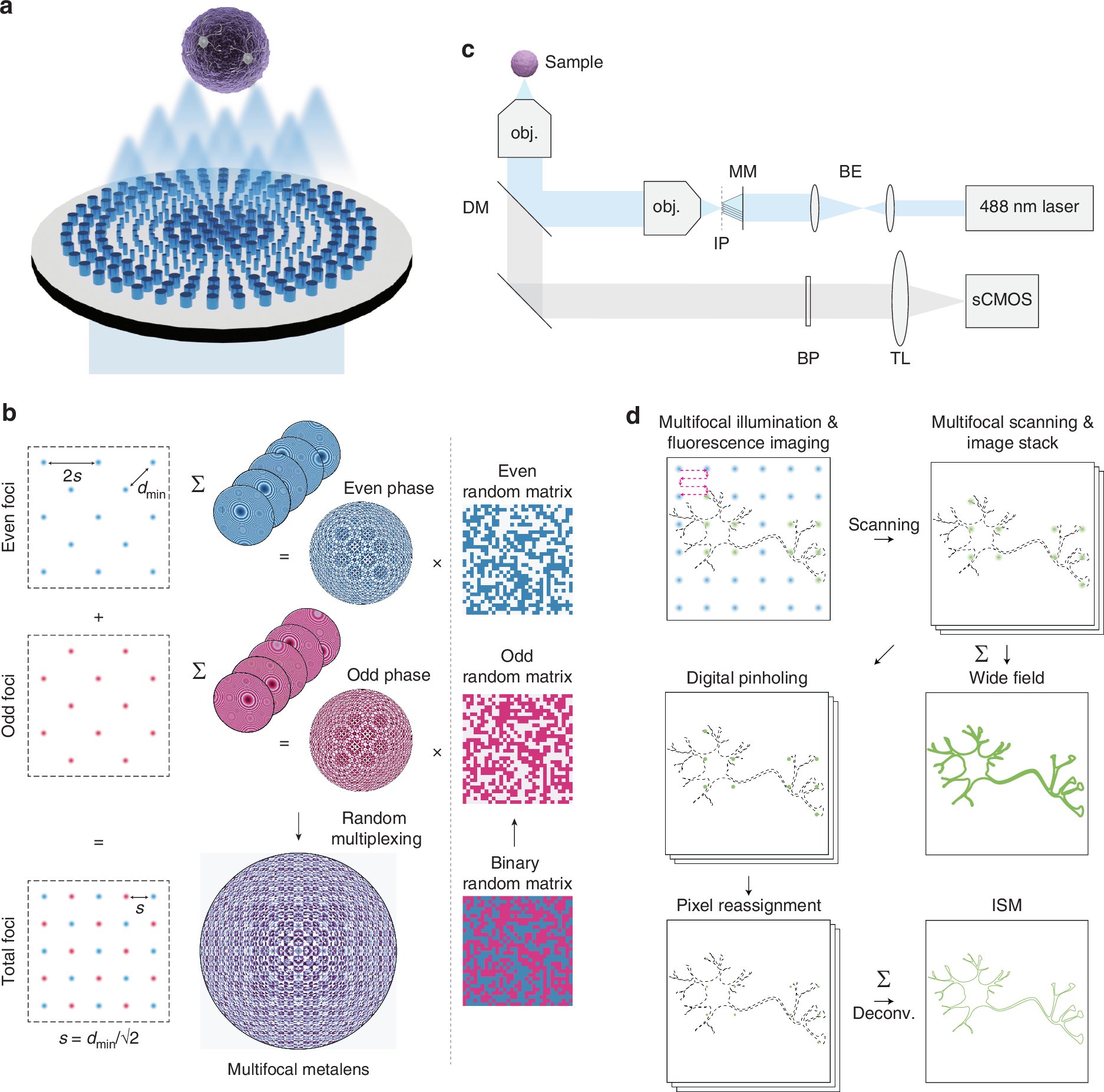 LightSciAppl's tweet card. Light: Science & Applications - Image scanning microscopy based on multifocal metalens for sub-diffraction-limited imaging of brain organoids