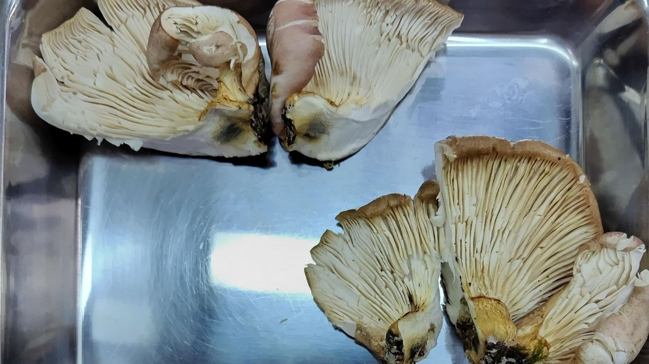 YahooNewsTopics's tweet card. 和歌山市で発生した毒キノコによる食中毒事案。被害男性が毒キノコを食べてしまった背景には、AI判定がありました。