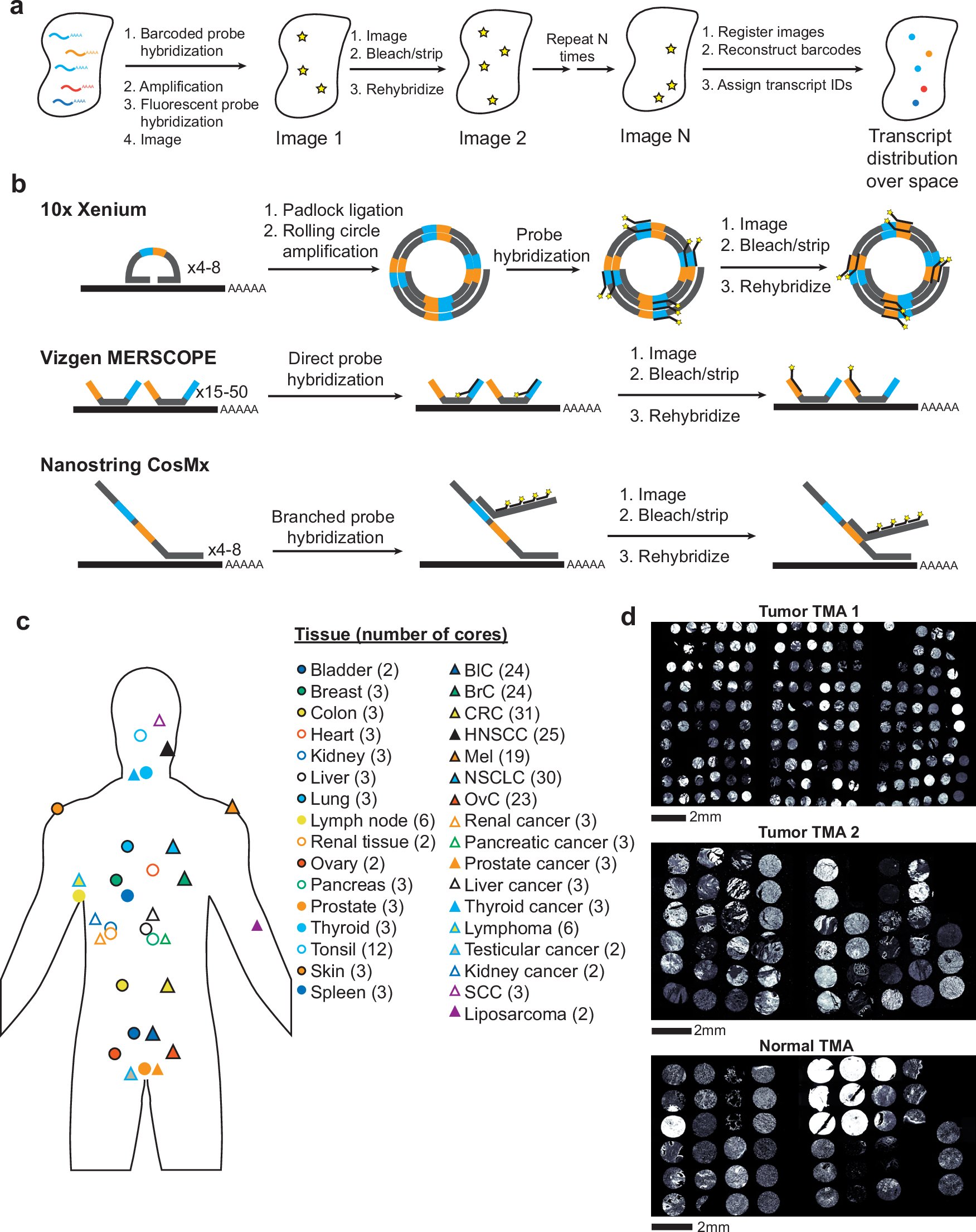 OmicsOmicsBlog's tweet card. Nature Communications - Wang, Huang, Nelson, Gao, and colleagues perform a head-to-head comparison of multiple platforms for imaging spatial transcriptomics, determining their relative sensitivity,...