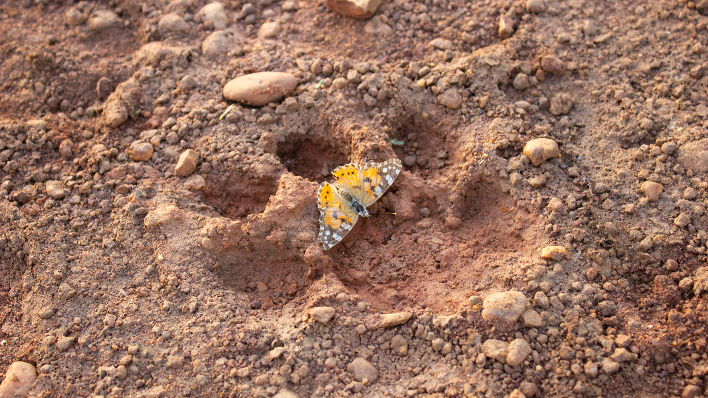 GerardTalavera's tweet card. After a long journey across the Sahara, painted lady butterflies from Europe set up camp in central Africa to wait out winter and breed.
