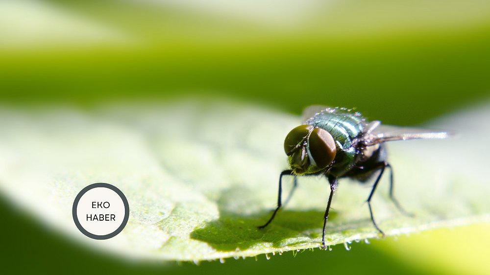 EkolojikEvim's tweet card. Vızıldayarak etrafımızda dolaşan, yemeklerimize konan sinekler... Pek çoğumuz için sadece rahatsız edici haşereler. Peki ya size bu "istenmeyen misafirlerin" aslında gezegenimizin sağlığı için arılar...