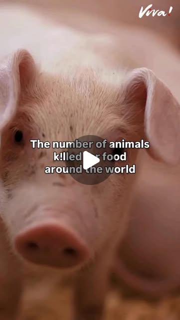 RavenTW's tweet card. Viva! Vegan Charity (@vivacharity) • Instagram reel